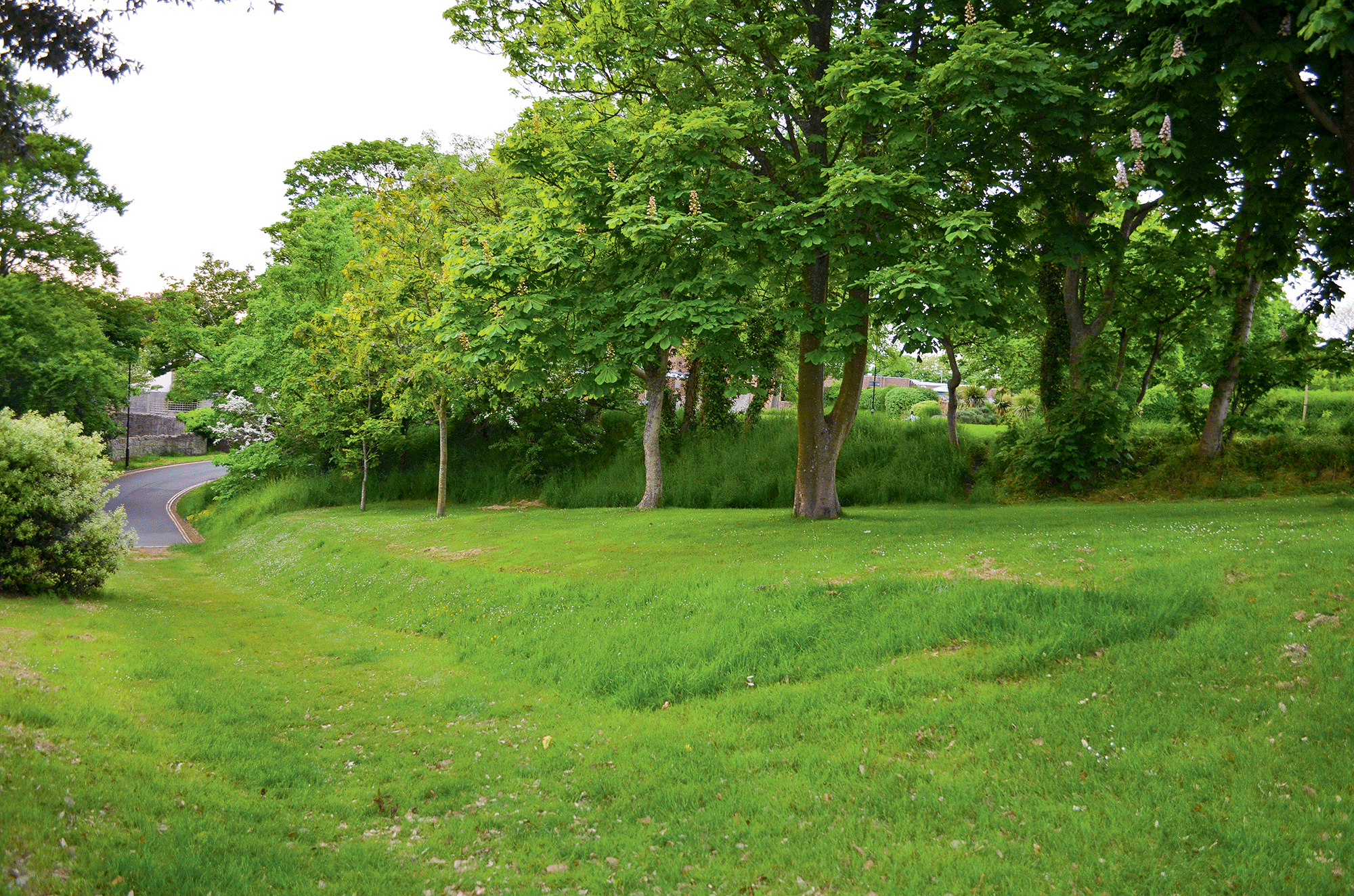 Land with grass and trees