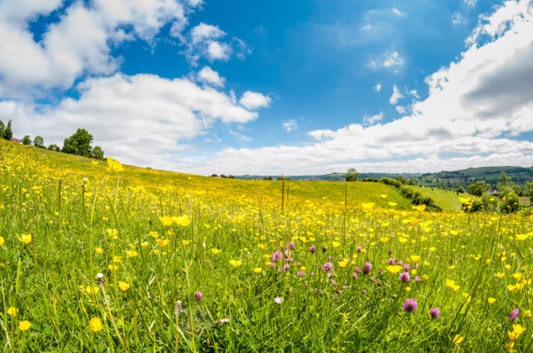 Meadow with wild flowers