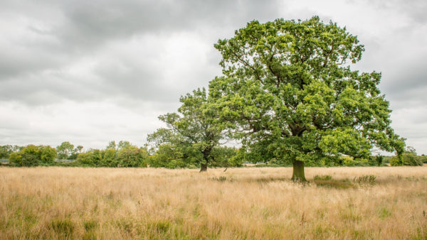 Focus On Graven Hill Self & Custom Build Development