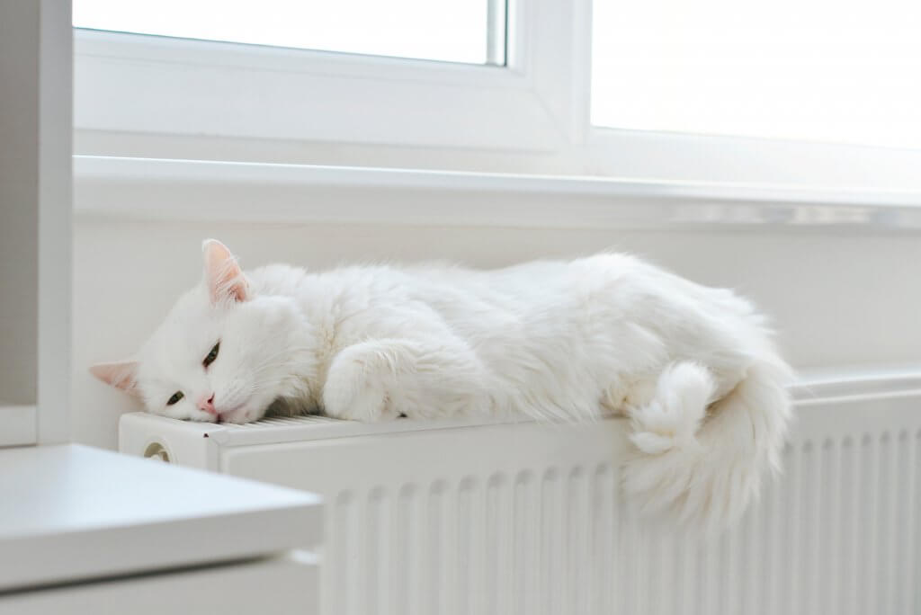cat on a radiator