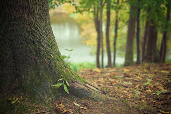 Trees can obstruct property views