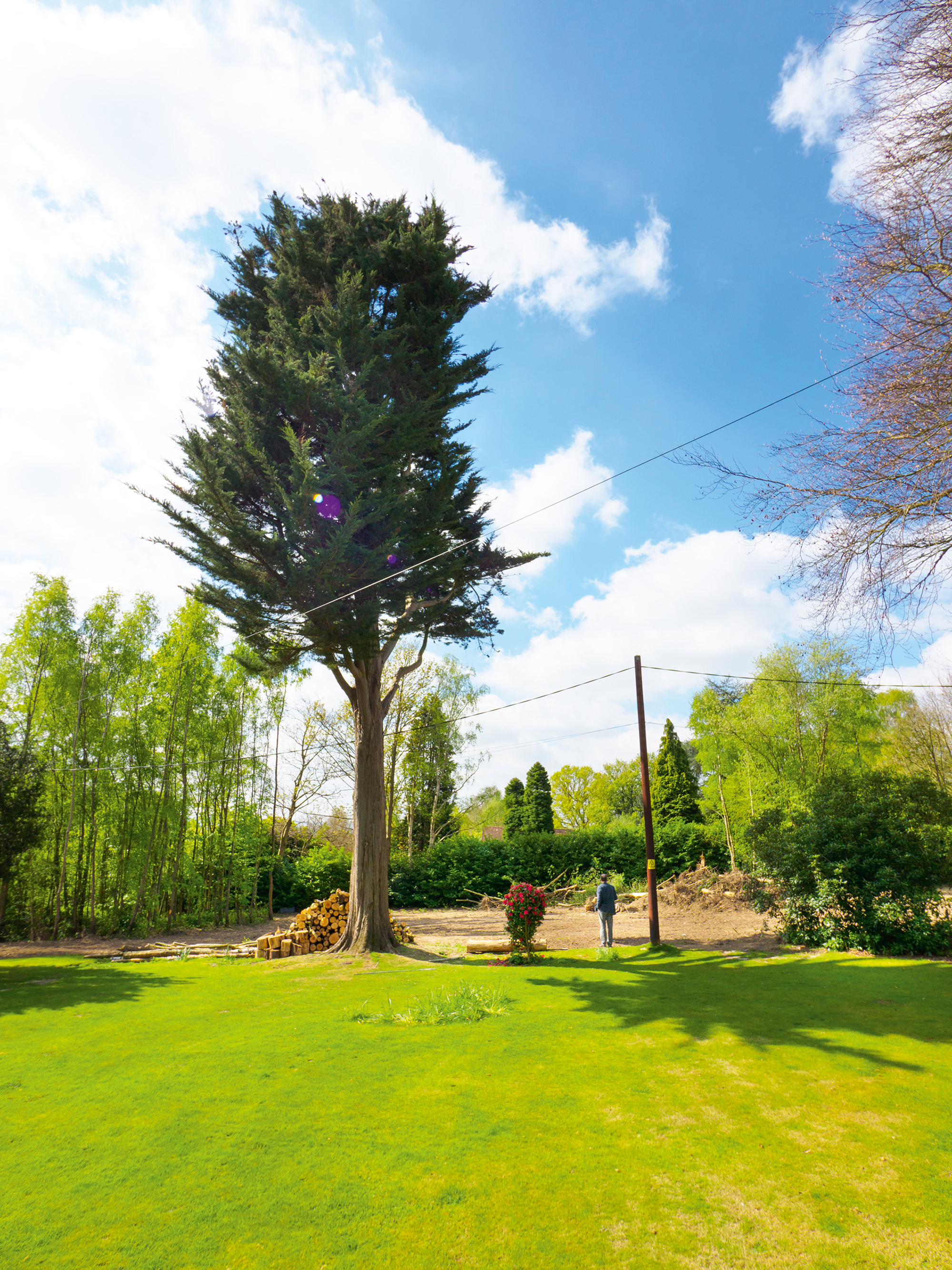 garden infill plot in Kent with tall trees