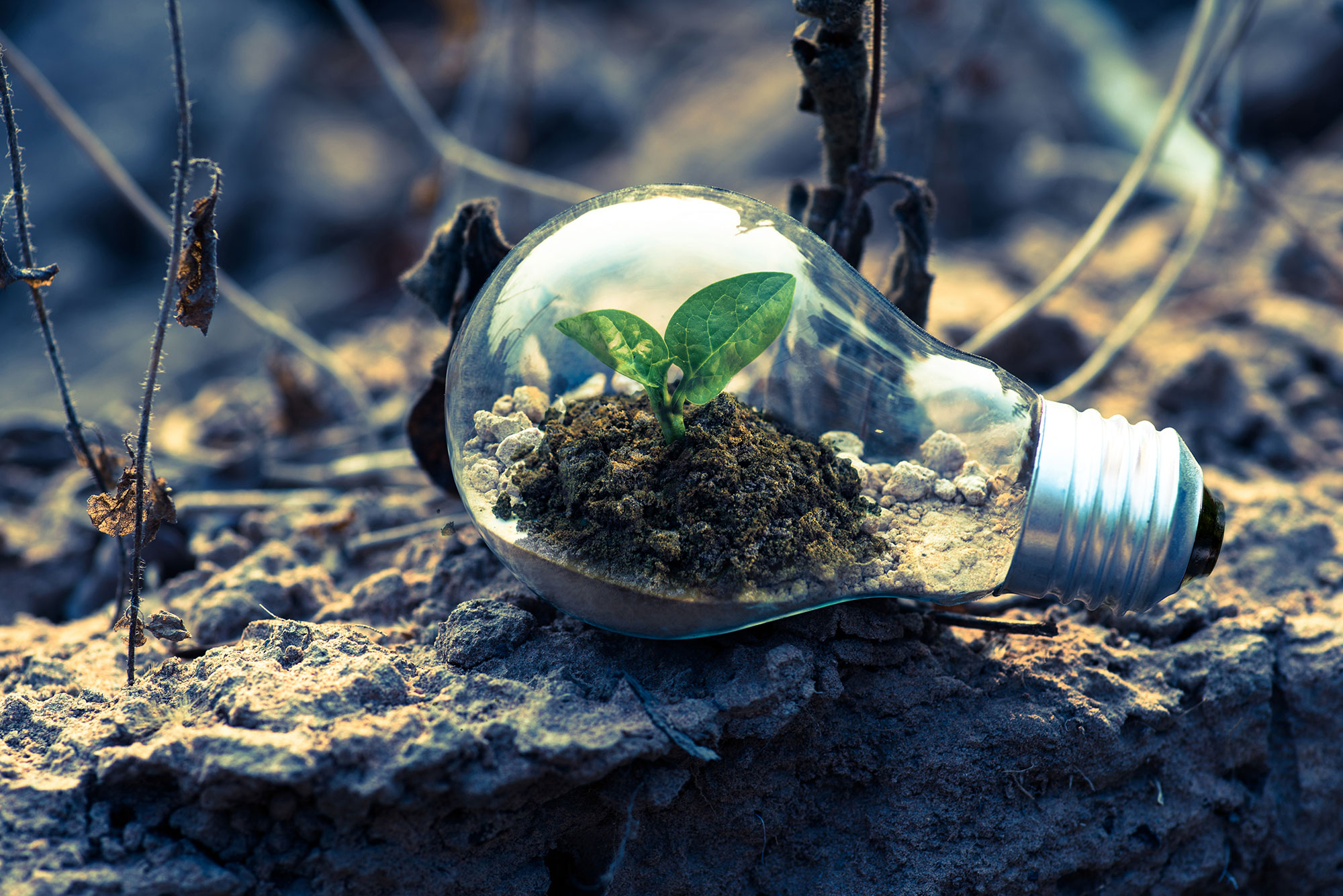 Plant inside a light bulb