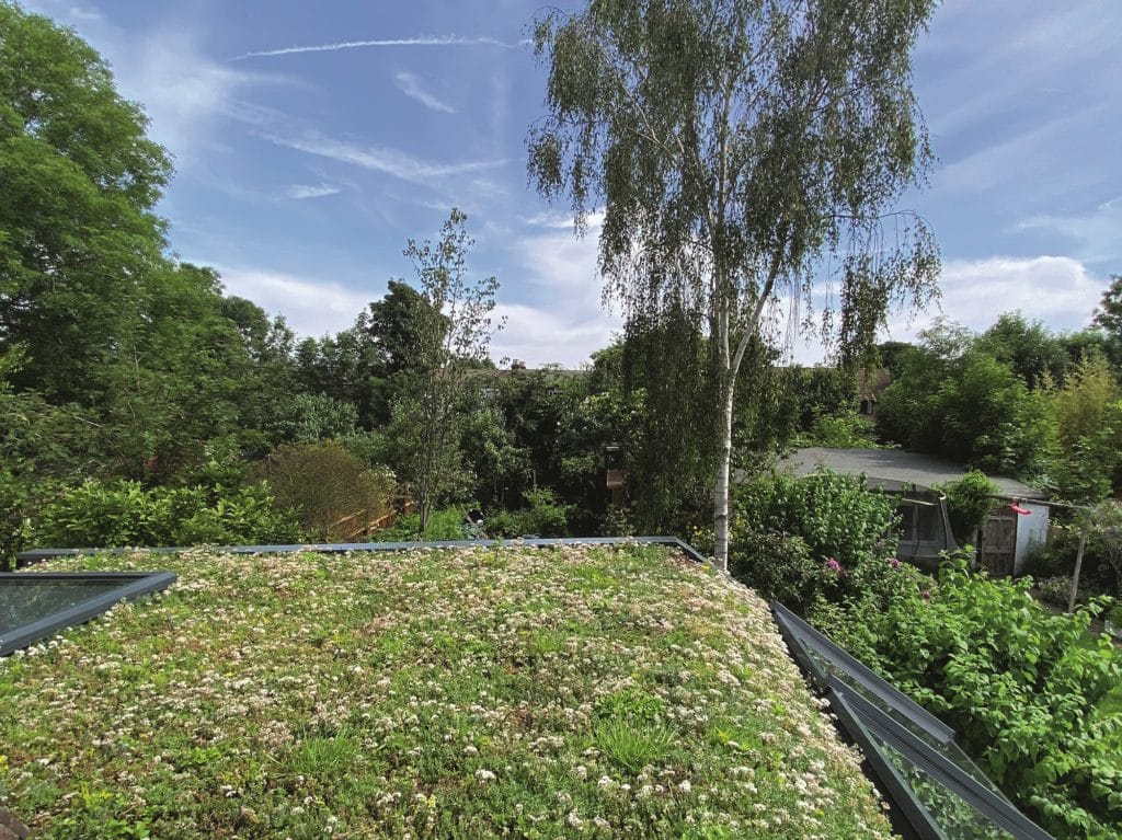 Iguana Architects Green Roof
