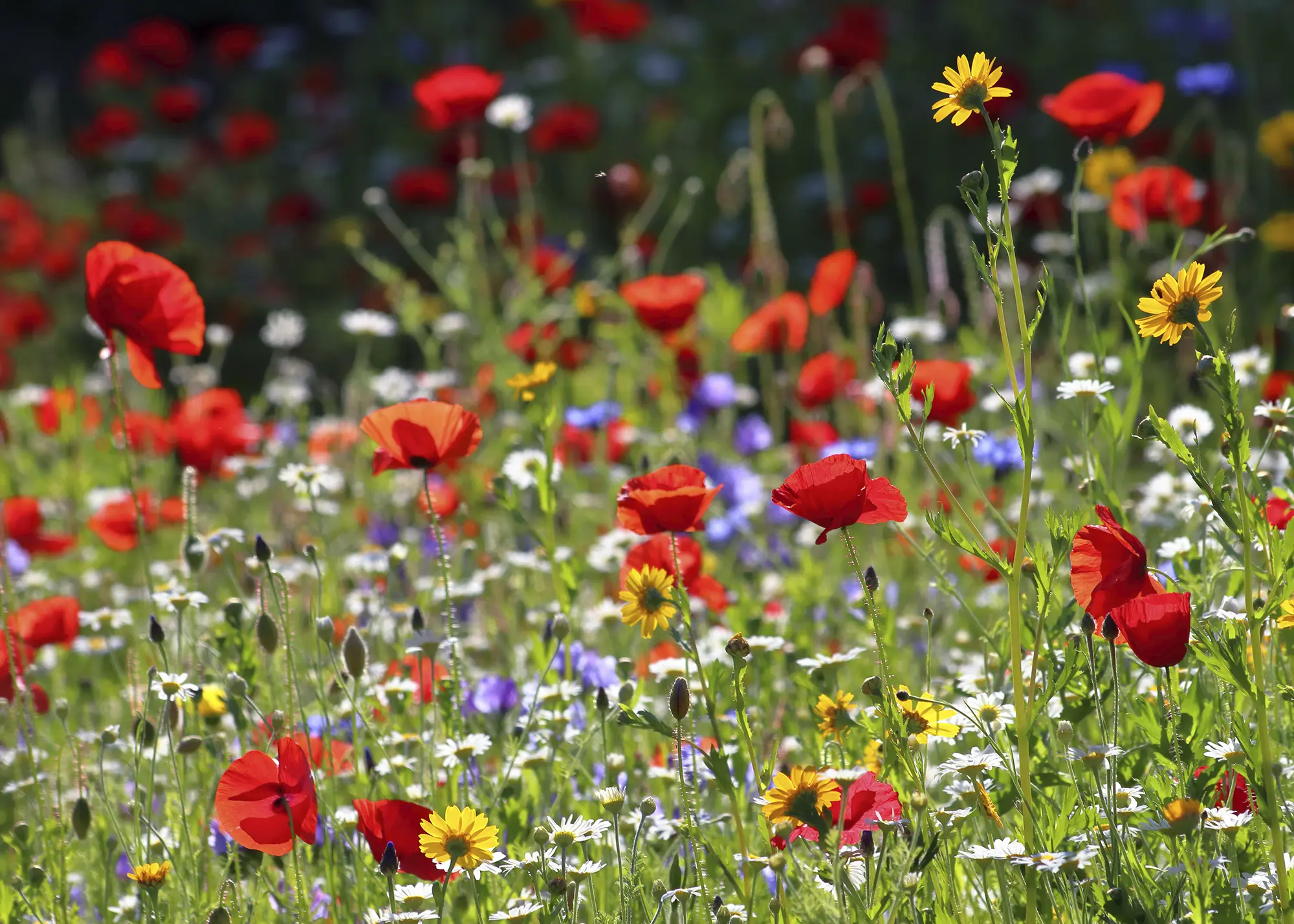 How to Create a Sustainable Garden When Self Building – an Eco Expert's Guide